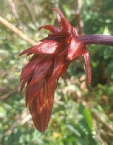 Melianthus major broad-based, flat sepals